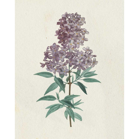 Victorian Garden Flowers III Black Modern Wood Framed Art Print by Wild Apple Portfolio