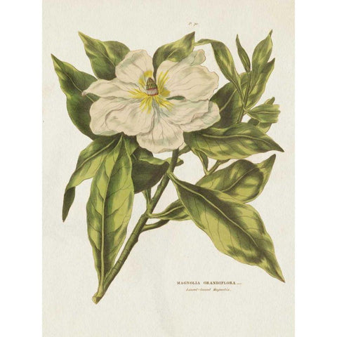 Herbal Botanical II Flower Black Modern Wood Framed Art Print by Wild Apple Portfolio