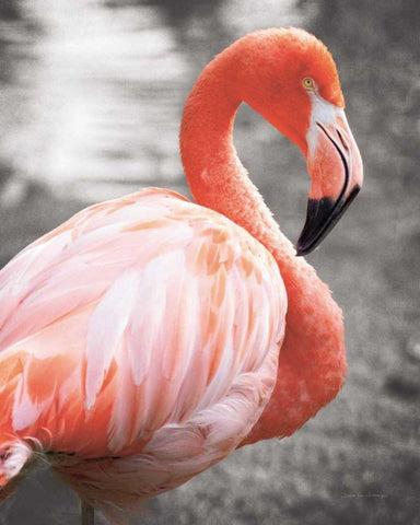 Flamingo I on BW Black Ornate Wood Framed Art Print with Double Matting by Van Swearingen, Debra
