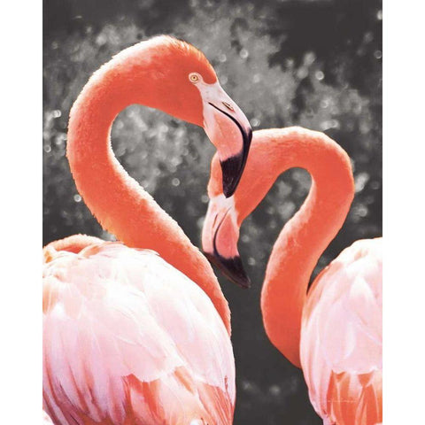Flamingo II on BW White Modern Wood Framed Art Print by Van Swearingen, Debra