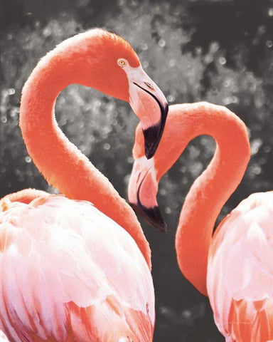 Flamingo II on BW White Modern Wood Framed Art Print with Double Matting by Van Swearingen, Debra
