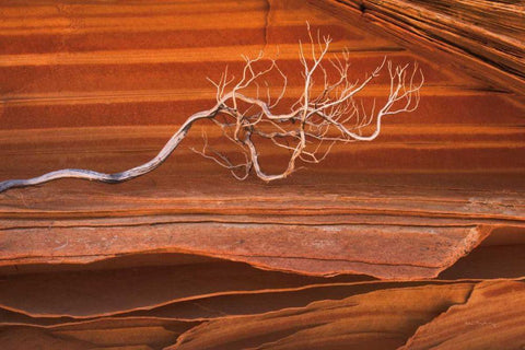 Coyote Buttes III Black Ornate Wood Framed Art Print with Double Matting by Majchrowicz, Alan
