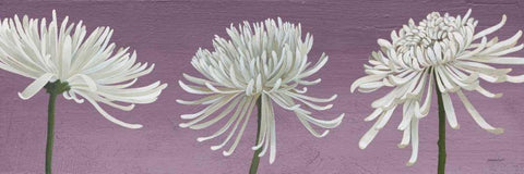 Morning Chrysanthemums V Lavender White Modern Wood Framed Art Print with Double Matting by Lovell, Kathrine