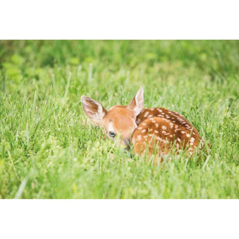 A Fawn White Modern Wood Framed Art Print by Aledanda