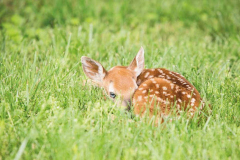 A Fawn White Modern Wood Framed Art Print with Double Matting by Aledanda