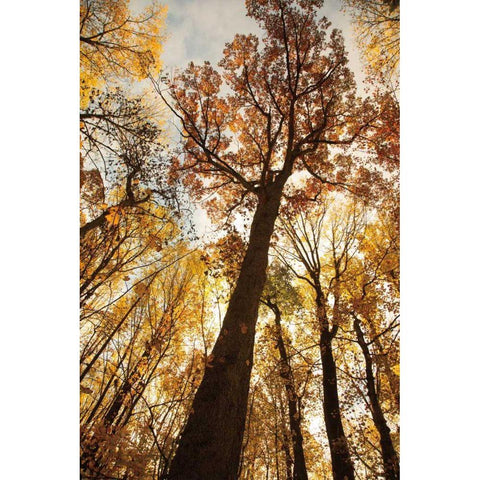 Towering Trees I White Modern Wood Framed Art Print by Aledanda