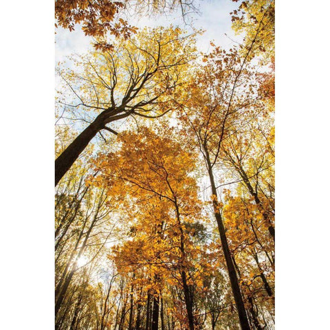 Towering Trees II Gold Ornate Wood Framed Art Print with Double Matting by Aledanda