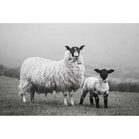 Islay Sheep I Black Modern Wood Framed Art Print by Marshall, Laura