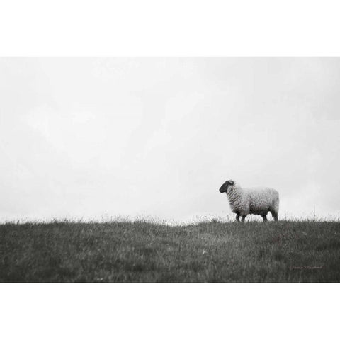 Islay Sheep II Black Modern Wood Framed Art Print by Marshall, Laura