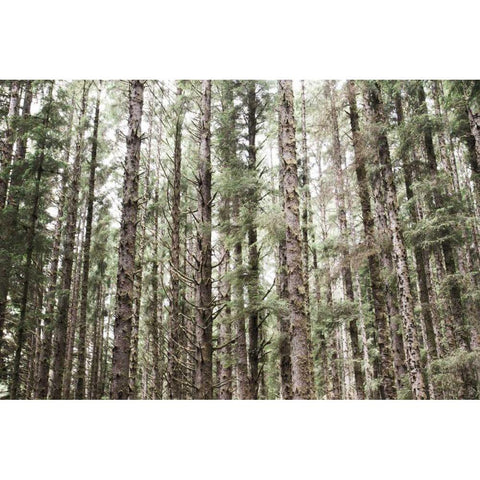 Mossy Pines Gold Ornate Wood Framed Art Print with Double Matting by Marshall, Laura