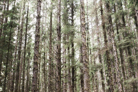 Mossy Pines White Modern Wood Framed Art Print with Double Matting by Marshall, Laura