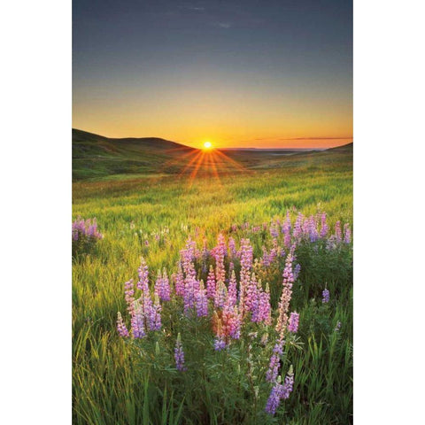 Prairie Sunrise White Modern Wood Framed Art Print by Majchrowicz, Alan