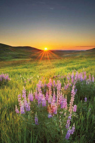 Prairie Sunrise White Modern Wood Framed Art Print with Double Matting by Majchrowicz, Alan