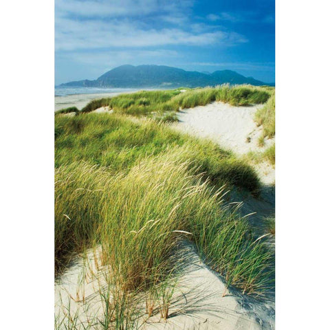 Oregon Dunes Grass White Modern Wood Framed Art Print by Majchrowicz, Alan