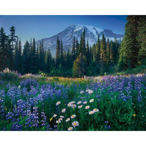 Mount Rainier Gold Ornate Wood Framed Art Print with Double Matting by Majchrowicz, Alan