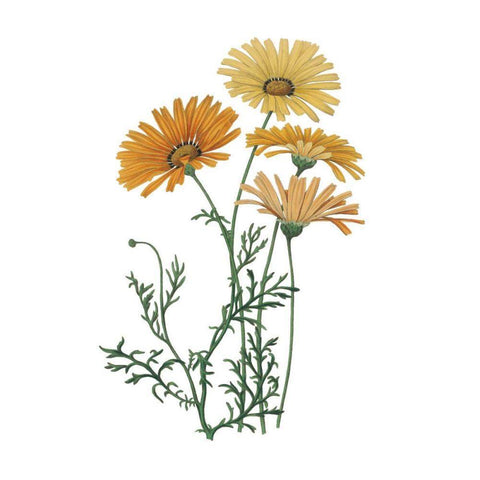 Monument Etching Tile Flowers II White Modern Wood Framed Art Print by Wild Apple Portfolio