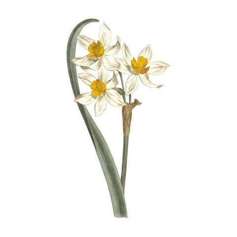 Monument Etching Tile Flowers VIII Gold Ornate Wood Framed Art Print with Double Matting by Wild Apple Portfolio