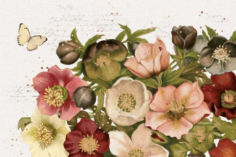 Vintage Petals I Black Ornate Wood Framed Art Print with Double Matting by Pertiet, Katie
