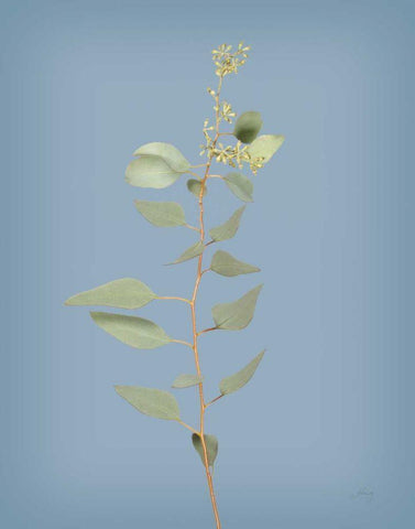 Simple Stems II Blue Crop White Modern Wood Framed Art Print with Double Matting by Bradley, Felicity