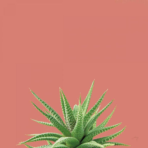Succulent Simplicity I Coral Black Modern Wood Framed Art Print by Bradley, Felicity