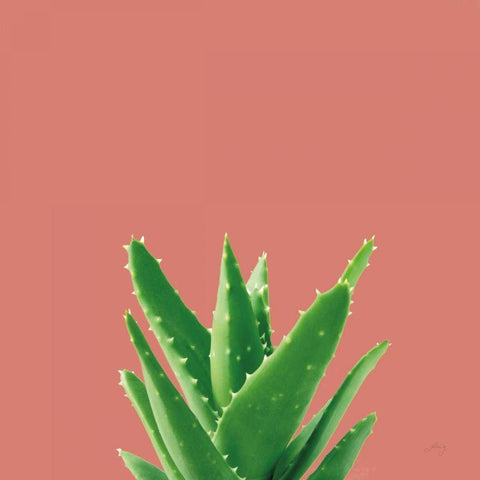 Succulent Simplicity V Coral Gold Ornate Wood Framed Art Print with Double Matting by Bradley, Felicity