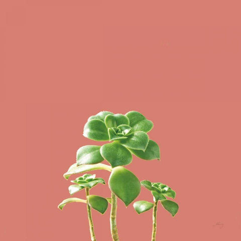 Succulent Simplicity IX Coral Black Ornate Wood Framed Art Print with Double Matting by Bradley, Felicity