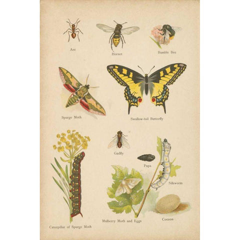 Natural History Book VI Black Modern Wood Framed Art Print by Wild Apple Portfolio