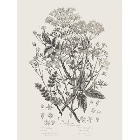 Flowering Plants I Neutral Black Modern Wood Framed Art Print with Double Matting by Wild Apple Portfolio