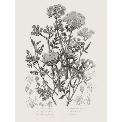 Flowering Plants IV Neutral Black Modern Wood Framed Art Print with Double Matting by Wild Apple Portfolio