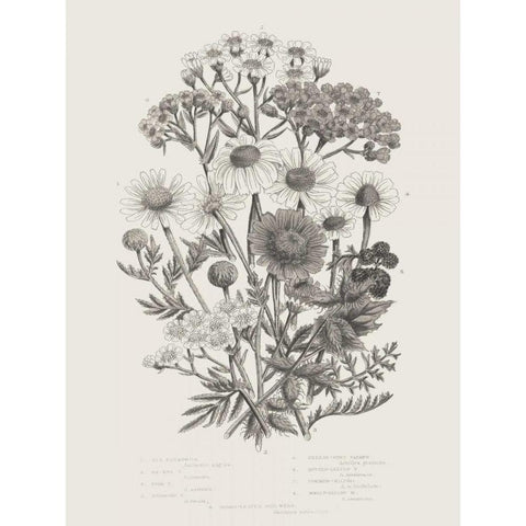 Flowering Plants V Neutral White Modern Wood Framed Art Print by Wild Apple Portfolio