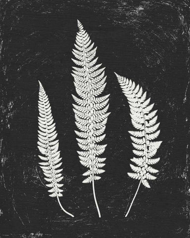 Forest Shadows II Black Crop Black Ornate Wood Framed Art Print with Double Matting by Hershey, Moira