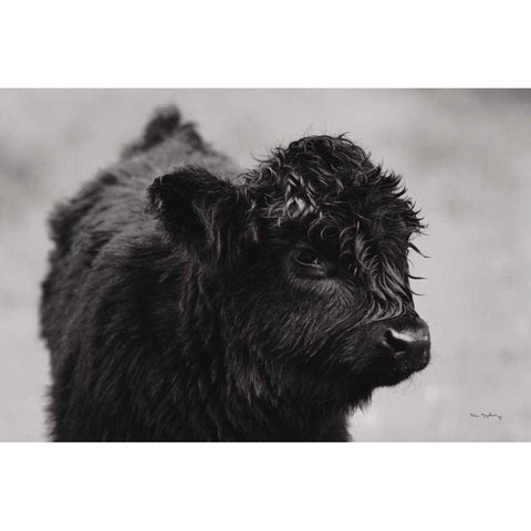 Scottish Highland Cattle XI BW Black Modern Wood Framed Art Print with Double Matting by Majchrowicz, Alan