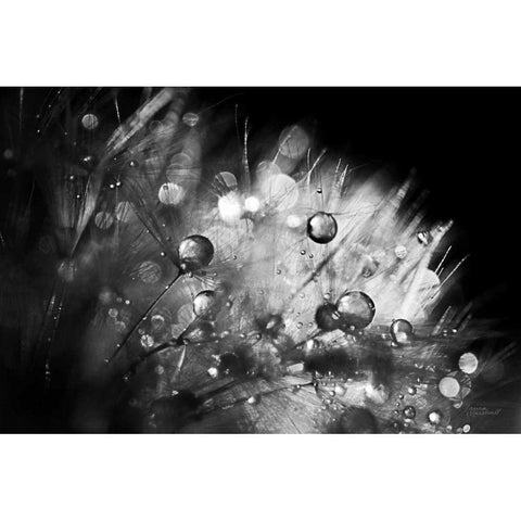 Dandelion Abstract I Black Modern Wood Framed Art Print by Marshall, Laura