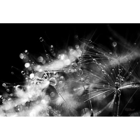 Dandelion Abstract II White Modern Wood Framed Art Print by Marshall, Laura
