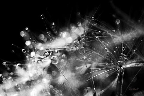 Dandelion Abstract II Black Ornate Wood Framed Art Print with Double Matting by Marshall, Laura