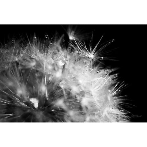Dandelion Dewdrops I Gold Ornate Wood Framed Art Print with Double Matting by Marshall, Laura