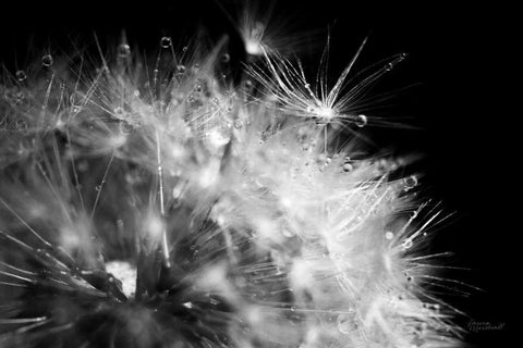 Dandelion Dewdrops I White Modern Wood Framed Art Print with Double Matting by Marshall, Laura