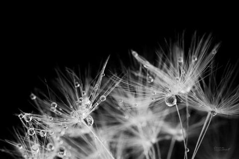 Dandelion Dewdrops II Black Ornate Wood Framed Art Print with Double Matting by Marshall, Laura