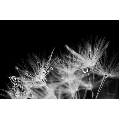 Dandelion Dewdrops II Gold Ornate Wood Framed Art Print with Double Matting by Marshall, Laura