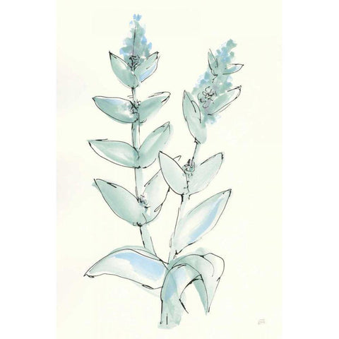 Lambs Ear Sage III Black Modern Wood Framed Art Print with Double Matting by Paschke, Chris