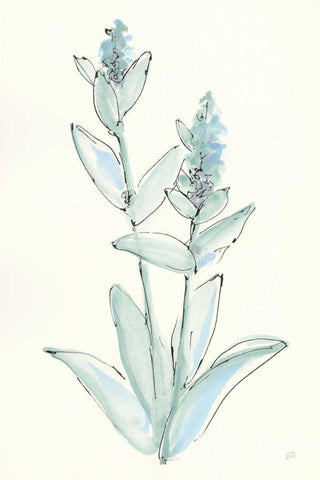 Lambs Ear Sage IV White Modern Wood Framed Art Print with Double Matting by Paschke, Chris