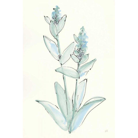 Lambs Ear Sage IV Black Modern Wood Framed Art Print by Paschke, Chris