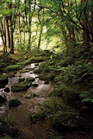 Lush Creek in Forest Black Ornate Wood Framed Art Print with Double Matting by Van Swearingen, Debra
