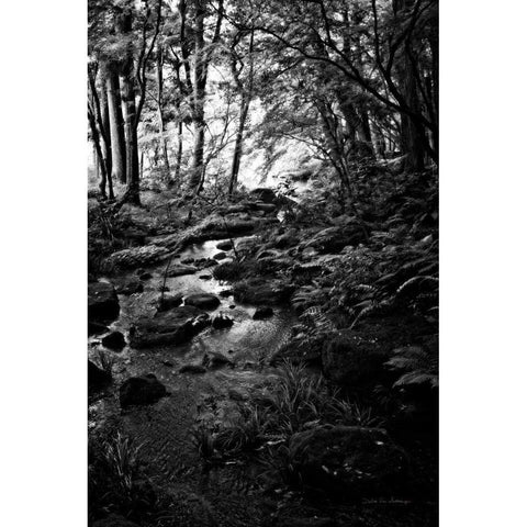 Lush Creek in Forest BW Black Modern Wood Framed Art Print with Double Matting by Van Swearingen, Debra