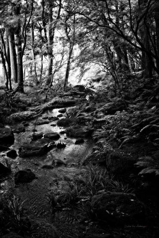 Lush Creek in Forest BW Black Ornate Wood Framed Art Print with Double Matting by Van Swearingen, Debra