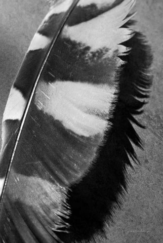 Feather Shadow I White Modern Wood Framed Art Print with Double Matting by Van Swearingen, Debra