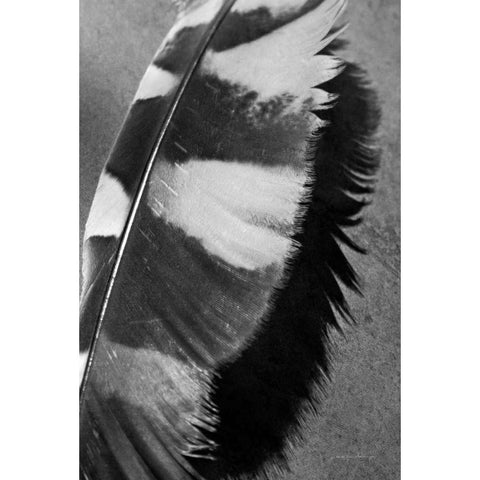 Feather Shadow I Black Modern Wood Framed Art Print by Van Swearingen, Debra