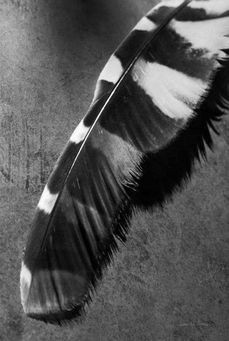 Feather Shadow II Black Ornate Wood Framed Art Print with Double Matting by Van Swearingen, Debra