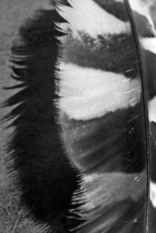 Feather Shadow III Black Ornate Wood Framed Art Print with Double Matting by Van Swearingen, Debra