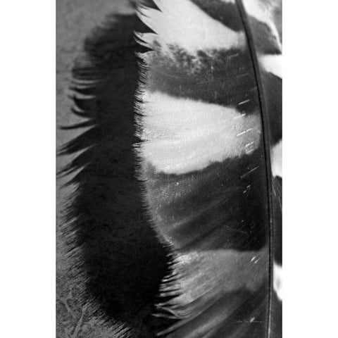 Feather Shadow III Black Modern Wood Framed Art Print by Van Swearingen, Debra